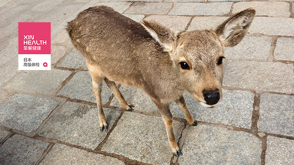 日本体检旅游奈良梅花鹿
