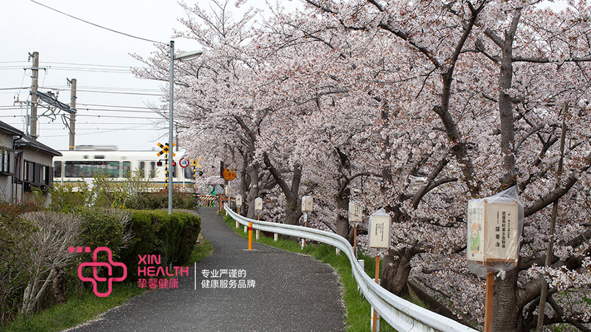 开满樱花的日本街道
